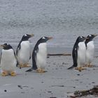 Eselspinguine