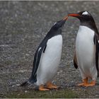 Eselspinguine