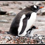 Eselspinguine • Aitcho Island