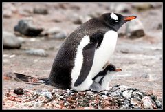 Eselspinguine • Aitcho Island