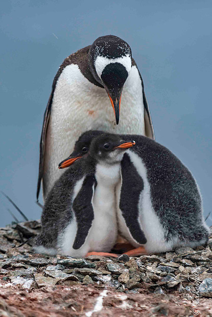 Eselspinguine Antarktis