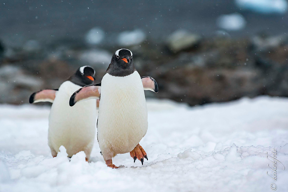 Eselspinguine Antarktis