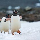 Eselspinguine Antarktis