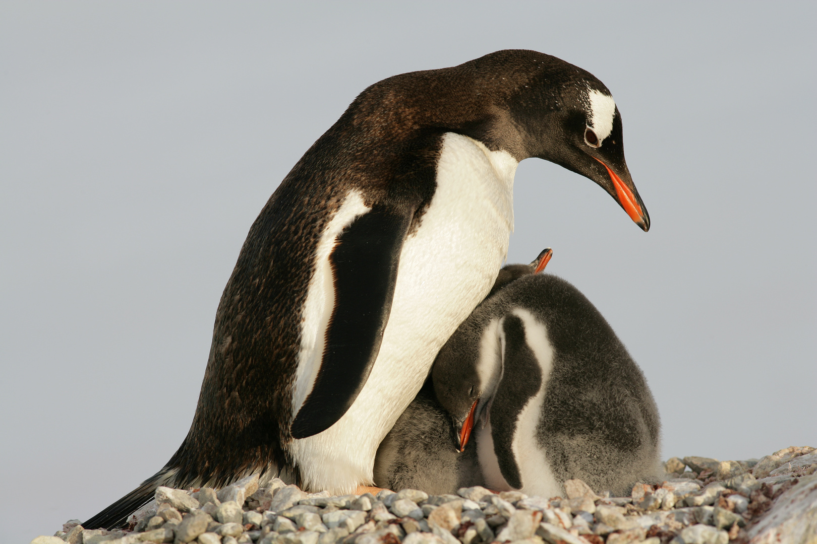 Eselspinguine, Antarktis