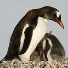 Eselspinguine, Antarktis