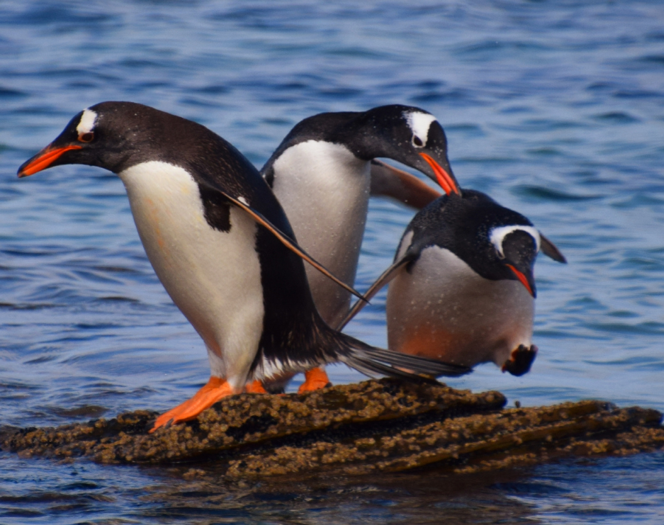 Eselspinguine auf Carcass Island, Falklandinseln 