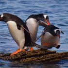 Eselspinguine auf Carcass Island, Falklandinseln 