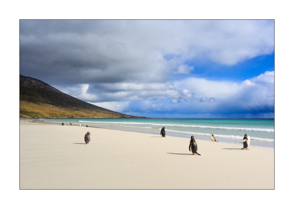 Eselspinguine auf Falkland