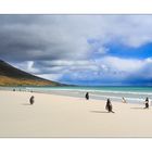 Eselspinguine auf Falkland