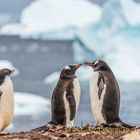 Eselspinguine