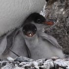 Eselspinguine bei Brown Bluff