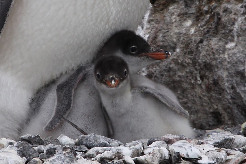 Eselspinguine bei Brown Bluff