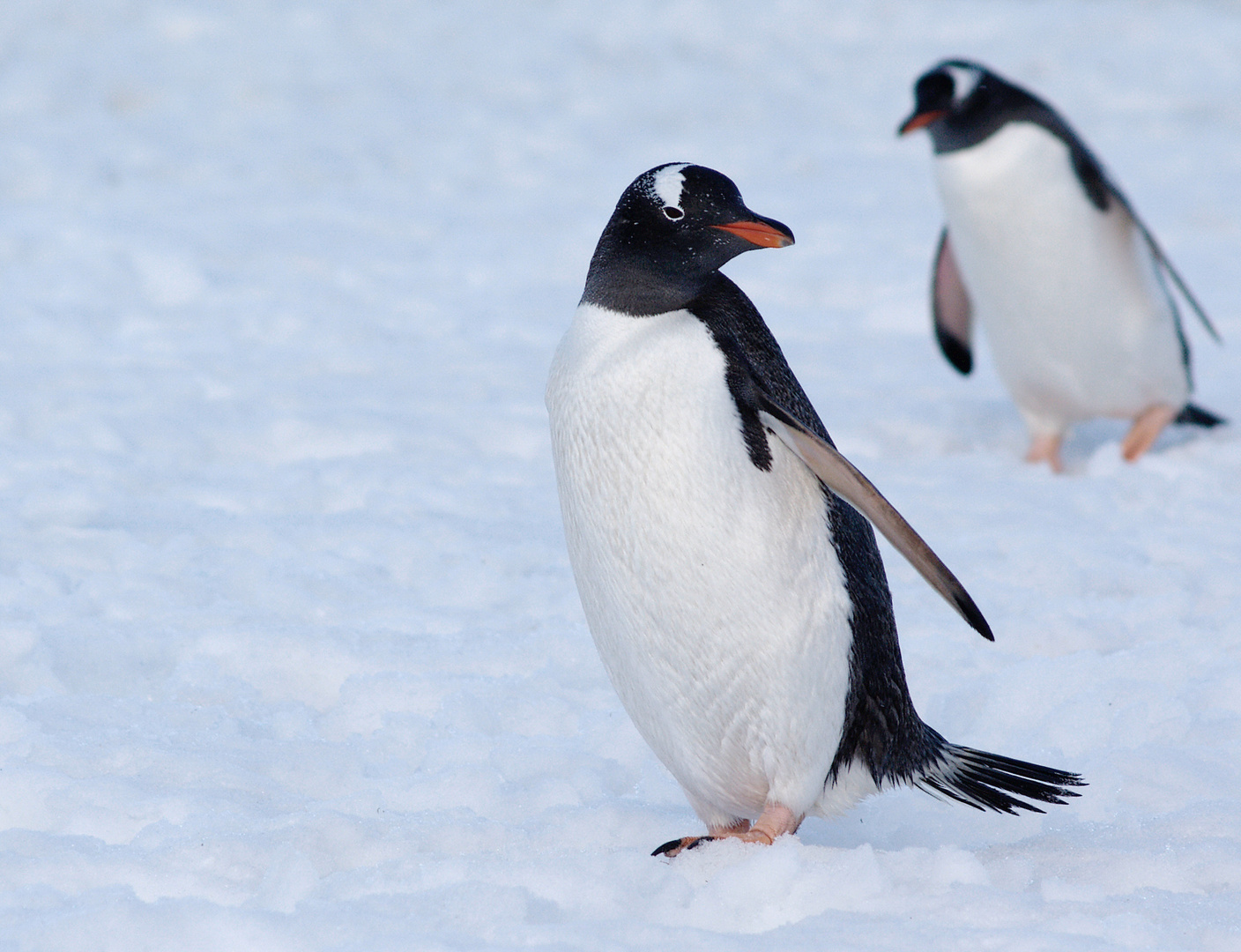 Eselspinguine