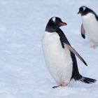 Eselspinguine