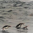 Eselspinguine