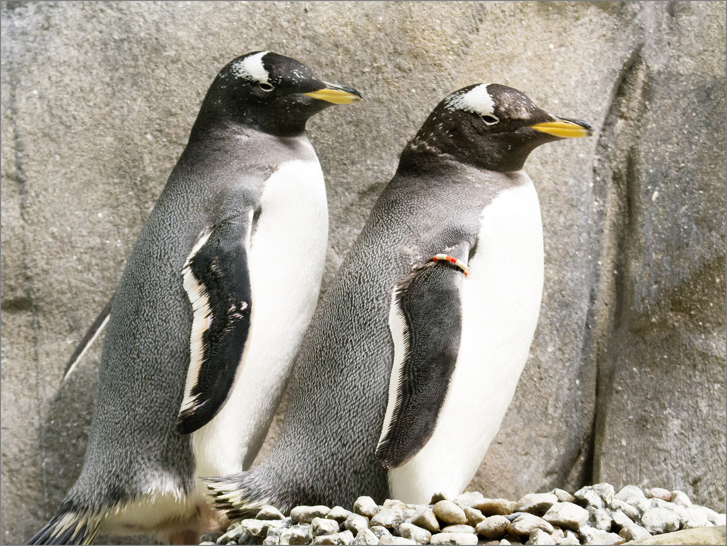 Eselspinguine