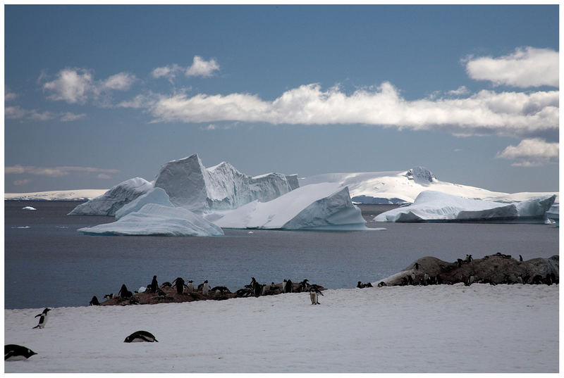 Eselspinguine in der natürlichen Umwelt