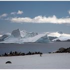 Eselspinguine in der natürlichen Umwelt