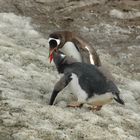 Eselspinguine / Neko Habour - Antarktis