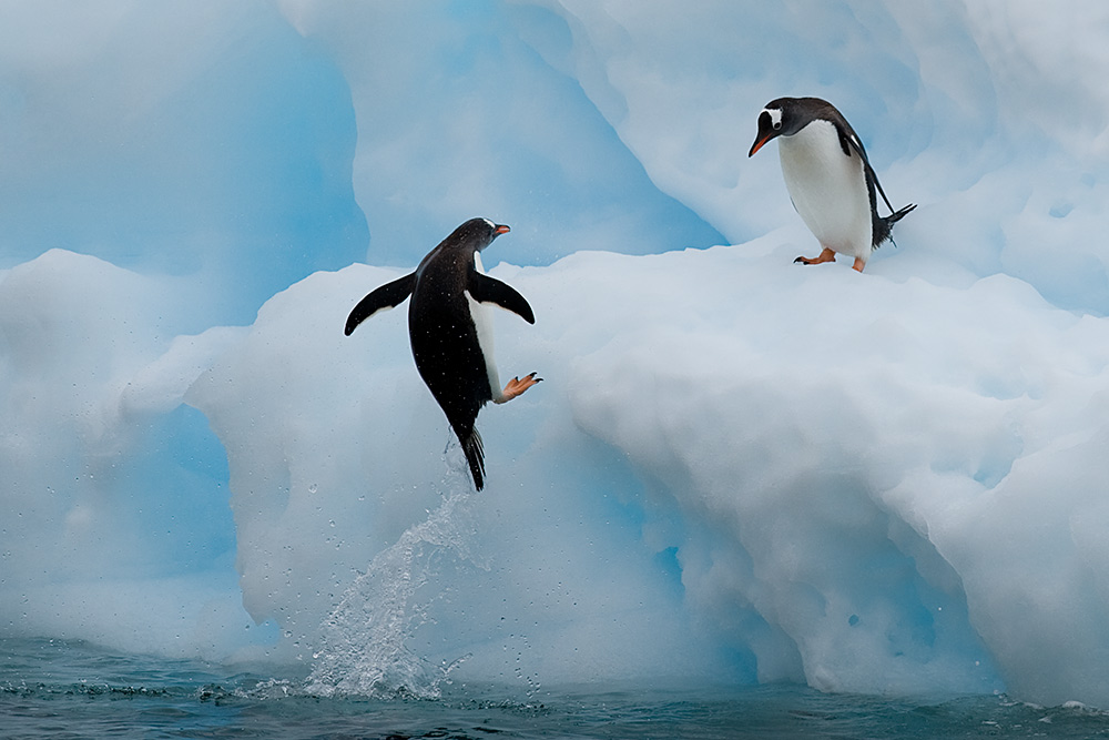 Eselspinguine Neko Harbour