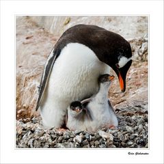 Eselspinguine • Port Lockroy