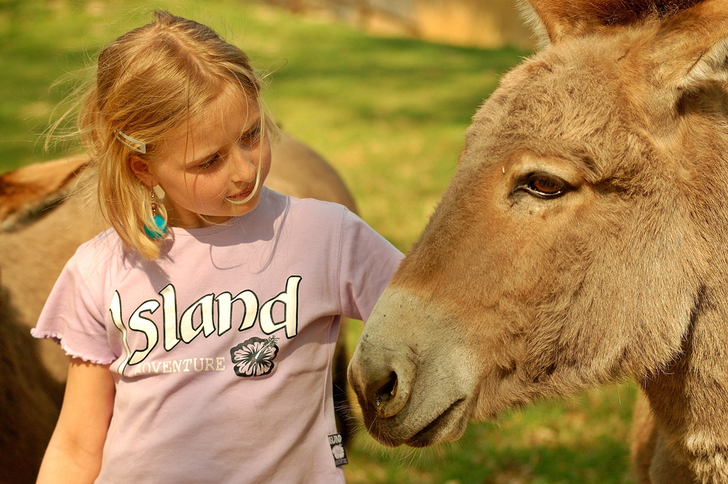 Eseltreffen im Tierpark Sababurg