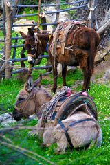 Eseltrekking in der Türkei