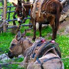 Eseltrekking in der Türkei