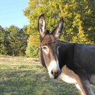 Eselwanderung in den Flitterwochen