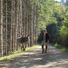 Eselwanderung in den Flitterwochen II