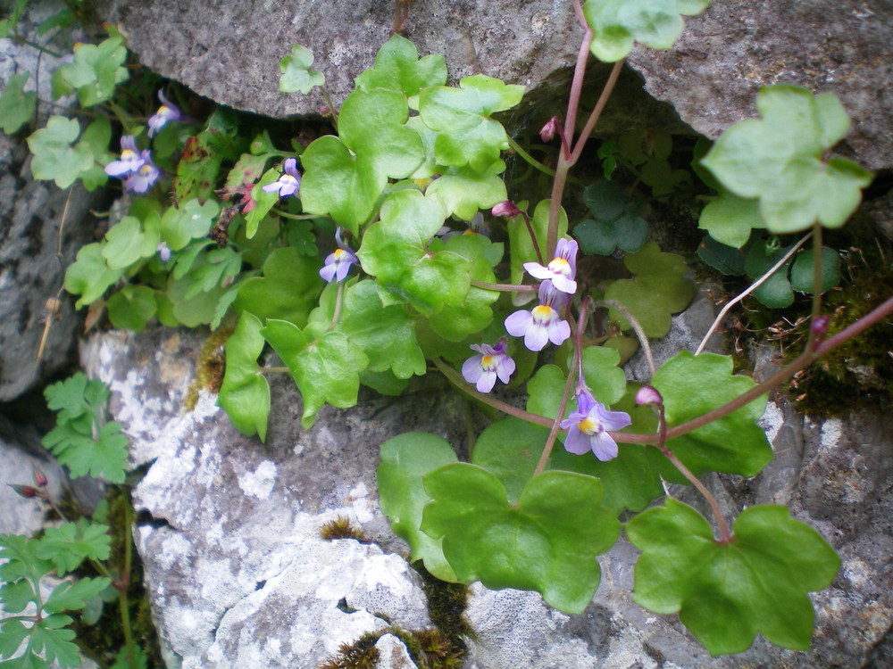 ESENCIA DE NATURALEZA