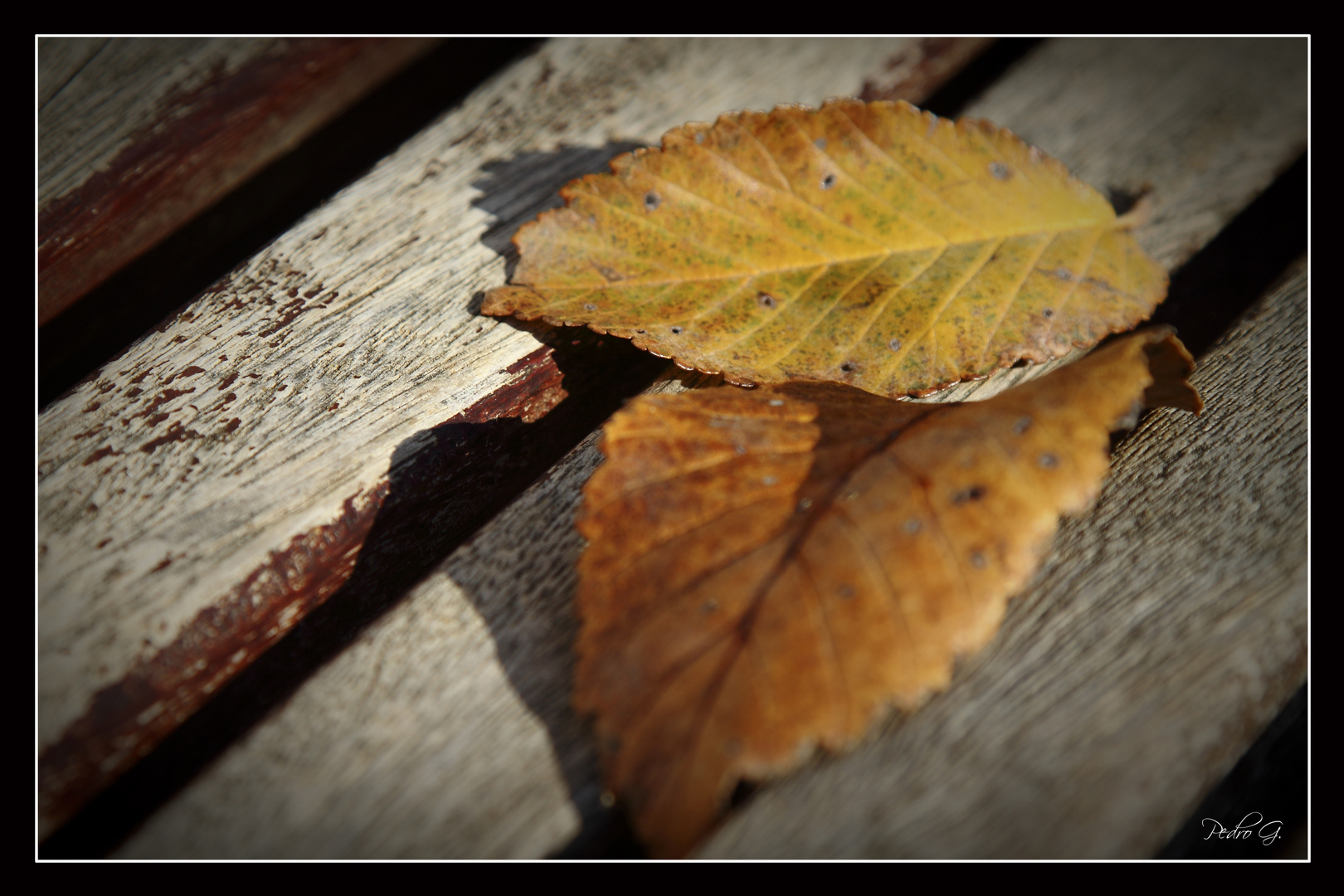 ESENCIA DE OTOÑO