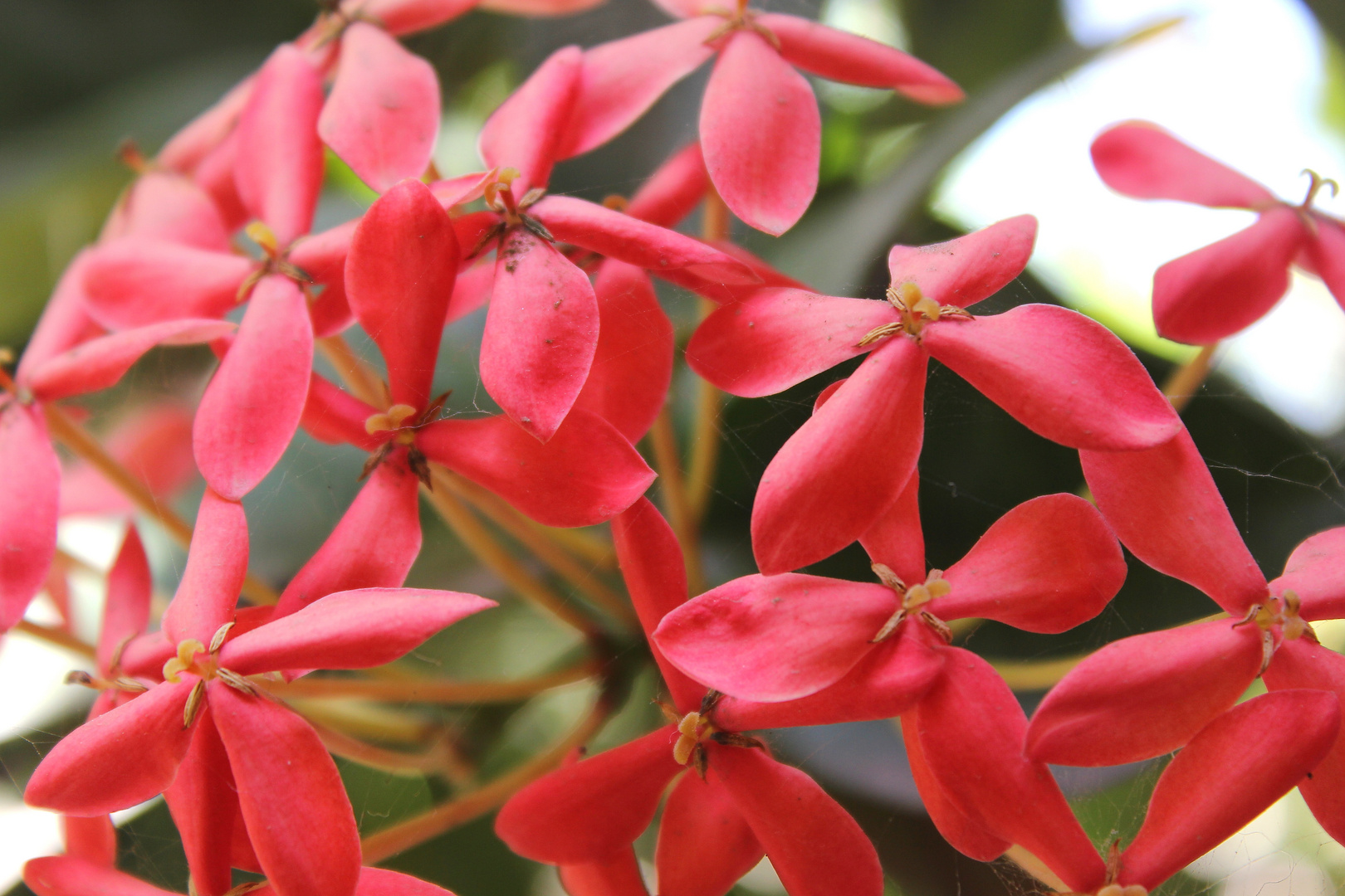 ESFERA DE FLOR