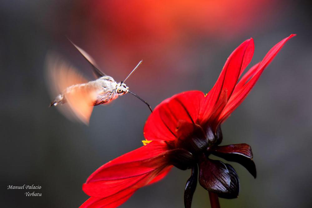 Esfínge colibrí