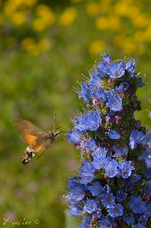 Esfinge colibri