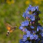 Esfinge colibri