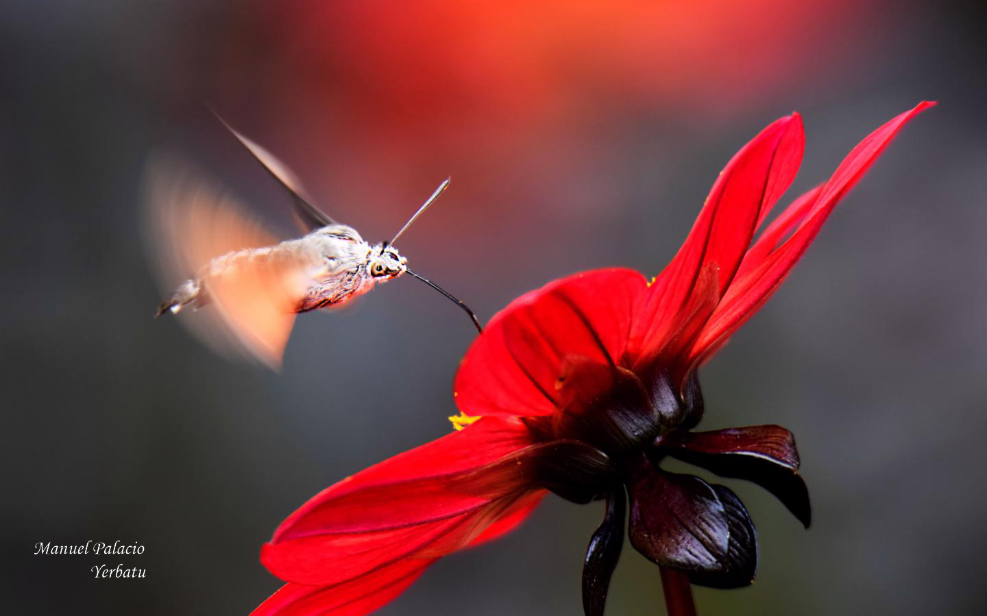 Esfinge colibrí