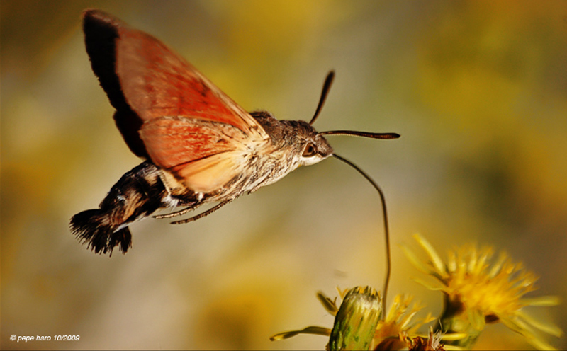 esfinge colibrí