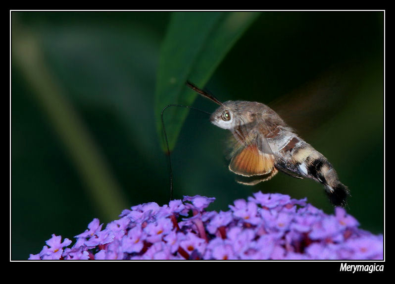 ESFINGE COLIBRI