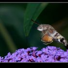 ESFINGE COLIBRI