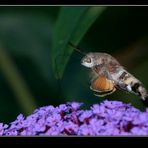 ESFINGE COLIBRI