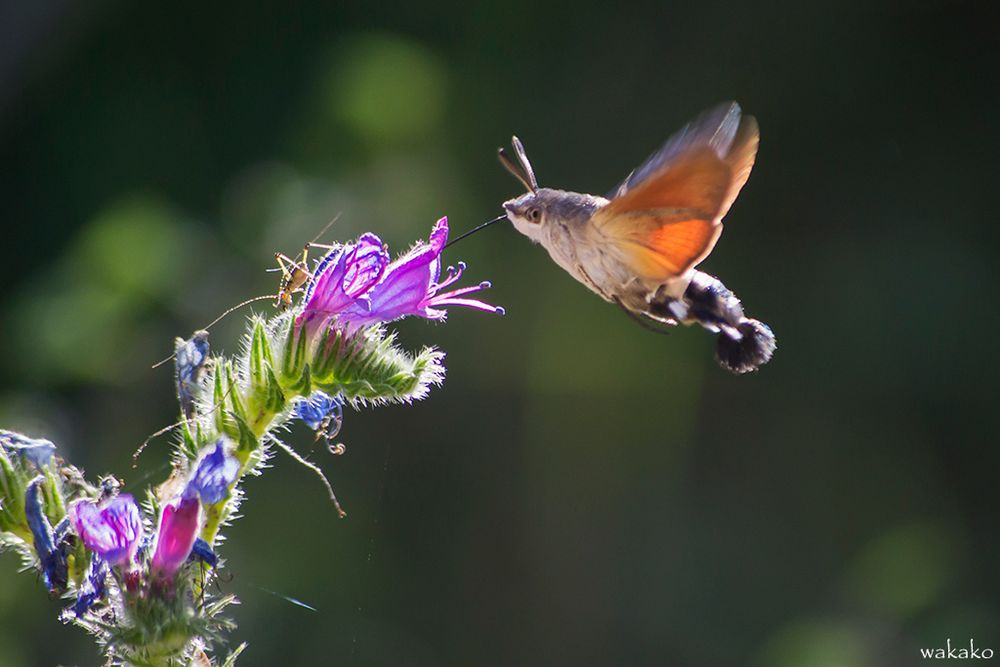 Esfinge colibrí