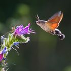 Esfinge colibrí