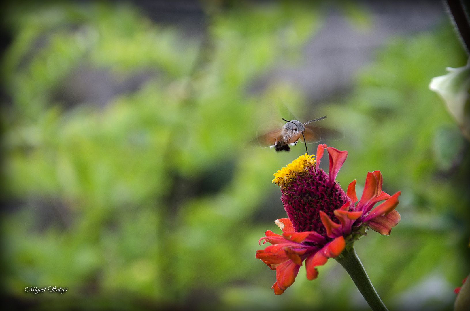 Esfinge Colibrí