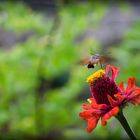 Esfinge Colibrí