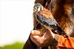 /// Es.haben.zwar.viele.einen.Vogel ///