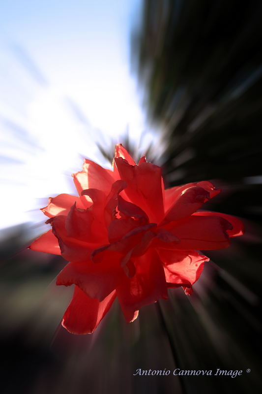 Esile fiore nella tempesta