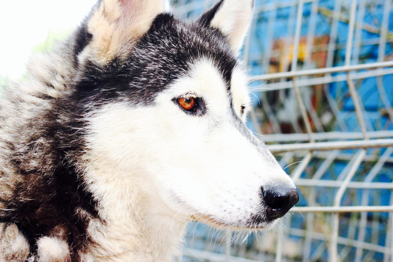 Eskimo.dog.