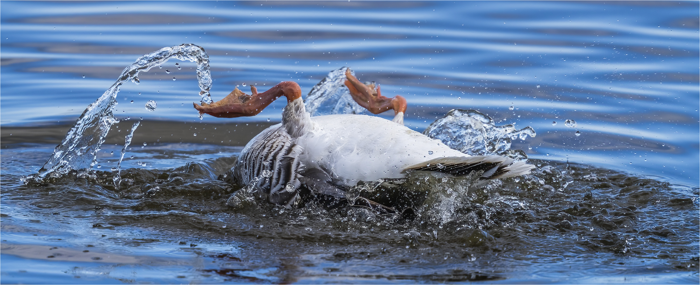 … Eskimorolle auf Graugansart …