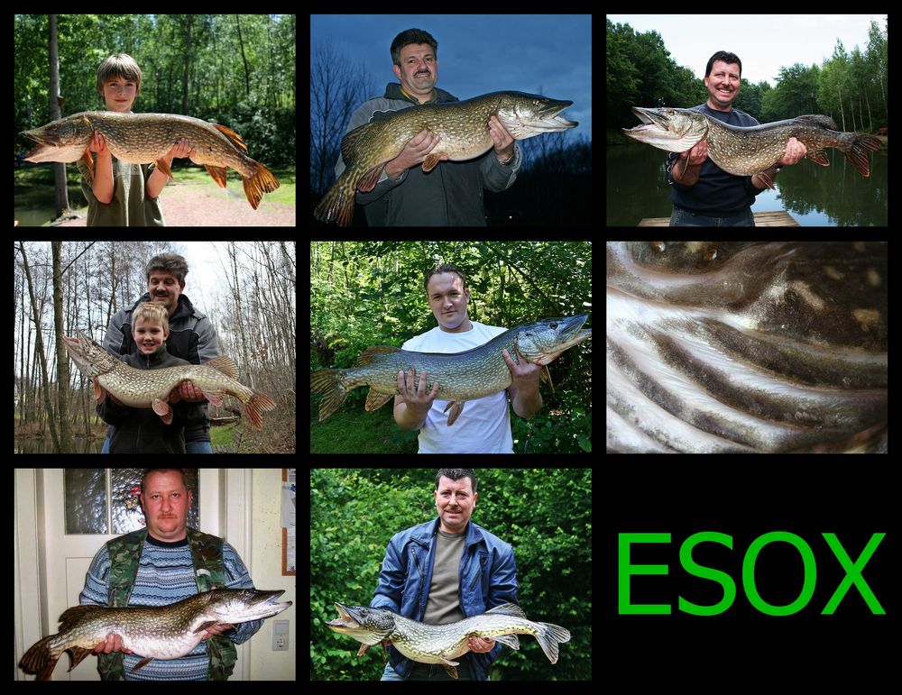 ESOX